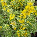 Lysimachia punctata Alexander Tojeść kropkowana