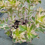 Lysimachia punctata Alexander Tojeść kropkowana