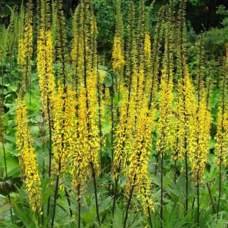 Ligularia Przewalskii Języczka Przewalskiego- Rośliny od Ogrodnika Szkółka Barcikowscy