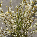 Cytisus Albus Żarnowiec biały