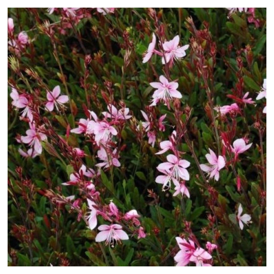 Gaura lindheimeri Cherry Brandy Gaura- Rośliny od Ogrodnika Szkółka Barcikowscy