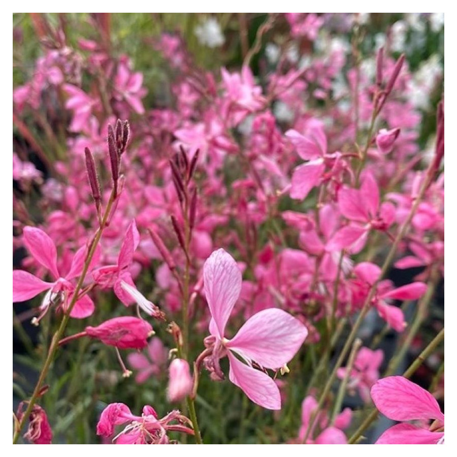 Gaura Flamingo Pink PBR Gaura- Rośliny od Ogrodnika Szkółka Barcikowscy