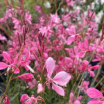Gaura Flamingo Pink PBR Gaura- Rośliny od Ogrodnika Szkółka Barcikowscy