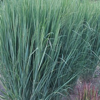 Panicum virgatum Northwind Proso rózgowe- Rośliny od Ogrodnika Szkółka Barcikowscy