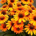 Echinacea Prima Saffron Jeżówka