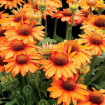 Echinacea Prima Saffron Jeżówka