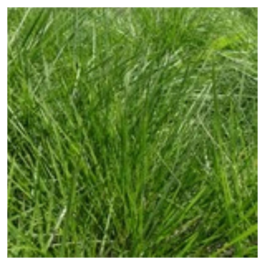 Deschampsia cespitosa Goldtau Śmiałek darniowy - Rośliny od Ogrodnika Szkółka Barcikowscy