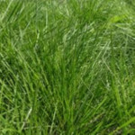 Deschampsia cespitosa Goldtau Śmiałek darniowy - Rośliny od Ogrodnika Szkółka Barcikowscy