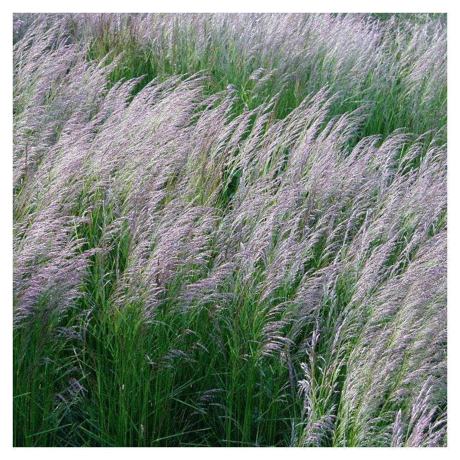 Deschampsia cespitosa Bronzeschleier Śmiałek darniowy - Rośliny od Ogrodnika Szkółka Barcikowscy