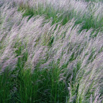 Deschampsia cespitosa Bronzeschleier Śmiałek darniowy - Rośliny od Ogrodnika Szkółka Barcikowscy