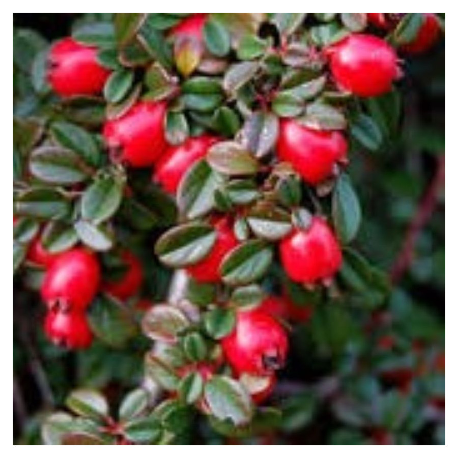 Cotoneaster dammeri Irga dammera- Rośliny od Ogrodnika Szkółka Barcikowscy