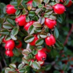 Cotoneaster dammeri Irga dammera- Rośliny od Ogrodnika Szkółka Barcikowscy