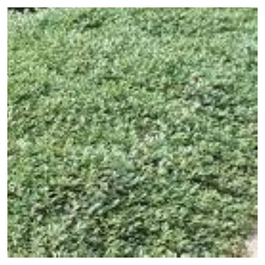 Cotoneaster dammeri Irga dammera- Rośliny od Ogrodnika Szkółka Barcikowscy