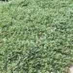 Cotoneaster dammeri Irga dammera- Rośliny od Ogrodnika Szkółka Barcikowscy