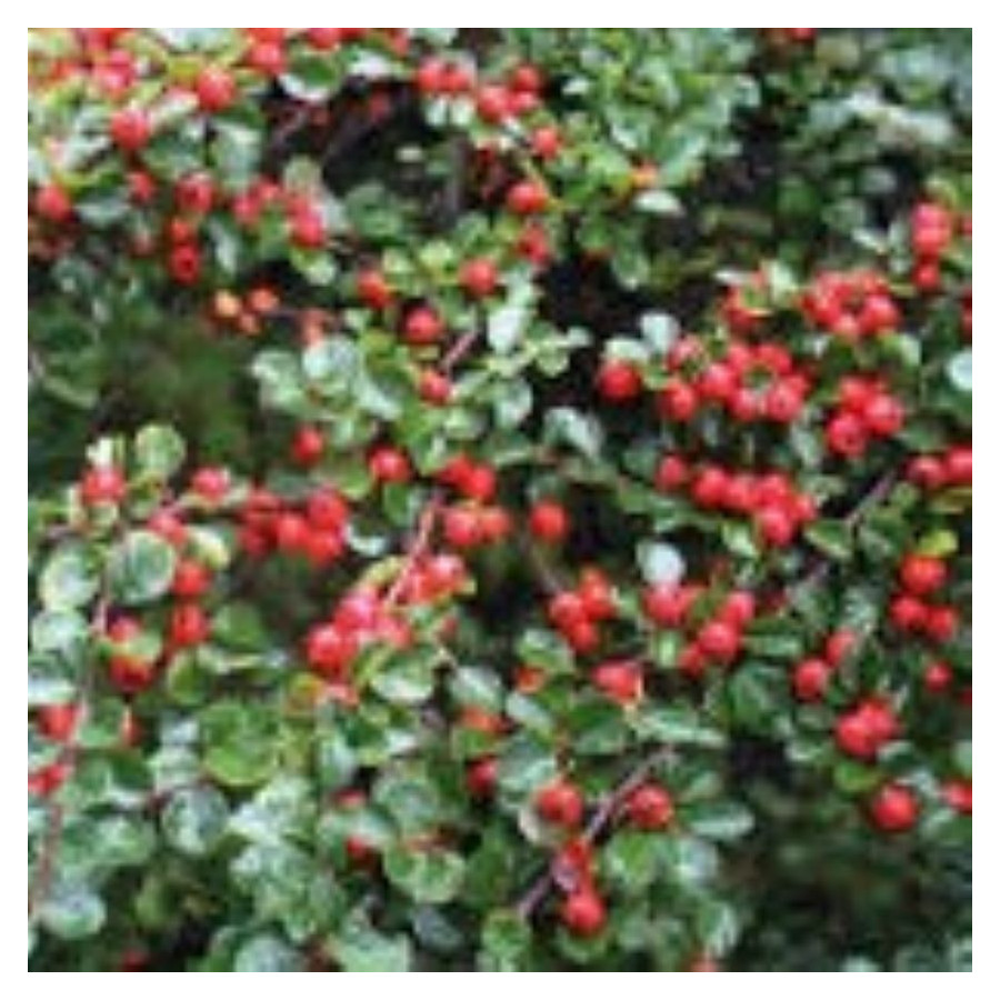 Cotoneaster dammeri Irga dammera- Rośliny od Ogrodnika Szkółka Barcikowscy