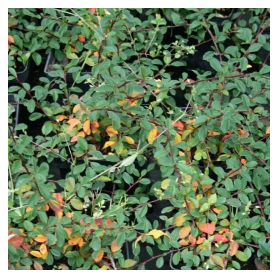 Cotoneaster radicans Eichholz Irga Rozesłana- Rośliny od Ogrodnika Szkółka Barcikowscy