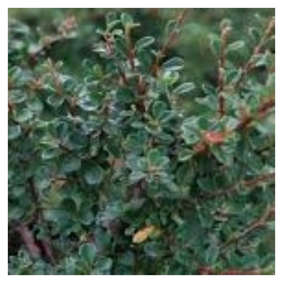 Cotoneaster radicans Eichholz Irga Rozesłana- Rośliny od Ogrodnika Szkółka Barcikowscy