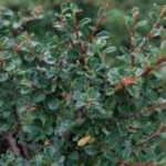 Cotoneaster radicans Eichholz Irga Rozesłana- Rośliny od Ogrodnika Szkółka Barcikowscy