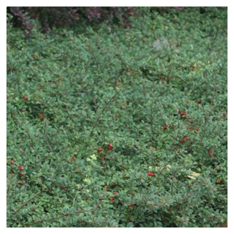 Cotoneaster radicans Eichholz Irga Rozesłana- Rośliny od Ogrodnika Szkółka Barcikowscy