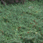 Cotoneaster radicans Eichholz Irga Rozesłana- Rośliny od Ogrodnika Szkółka Barcikowscy