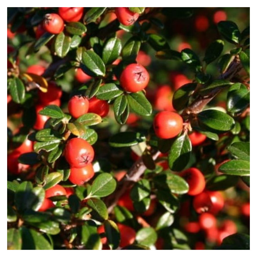 Cotoneaster suecicus Skogholm Irga- Rośliny od Ogrodnika Szkółka Barcikowscy