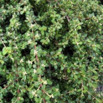 Cotoneaster suecicus Skogholm Irga- Rośliny od Ogrodnika Szkółka Barcikowscy