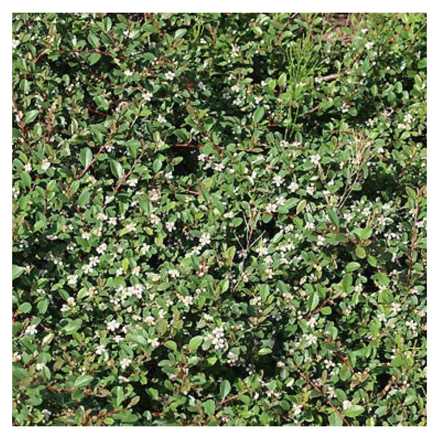 Cotoneaster suecicus Skogholm Irga- Rośliny od Ogrodnika Szkółka Barcikowscy