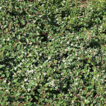 Cotoneaster suecicus Skogholm Irga- Rośliny od Ogrodnika Szkółka Barcikowscy