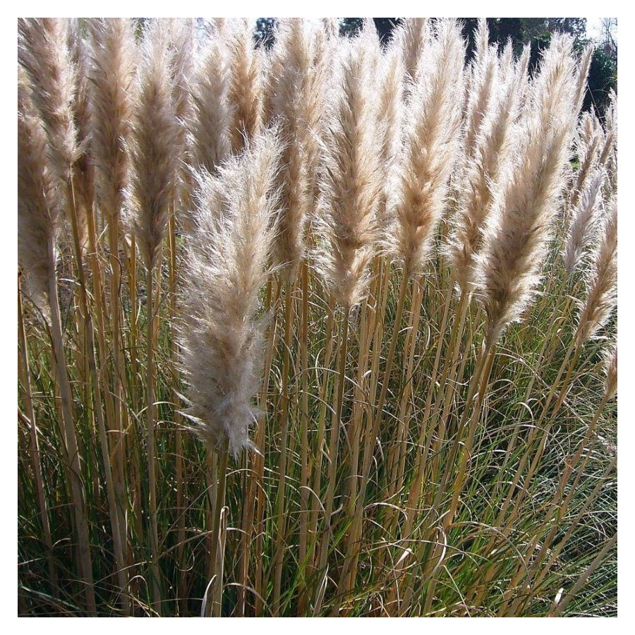 Cortaderia selloana Pumila Trawa pampasowa-Rośliny od Ogrodnika Szkółka Barcikowscy