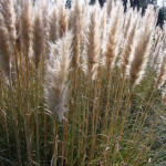 Cortaderia selloana Pumila Trawa pampasowa-Rośliny od Ogrodnika Szkółka Barcikowscy