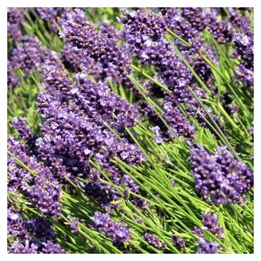 Lavandula angustifolia Aromatico Blue Lawenda wąskolistna- Rośliny od Ogrodnika Szkółka Barcikowscy