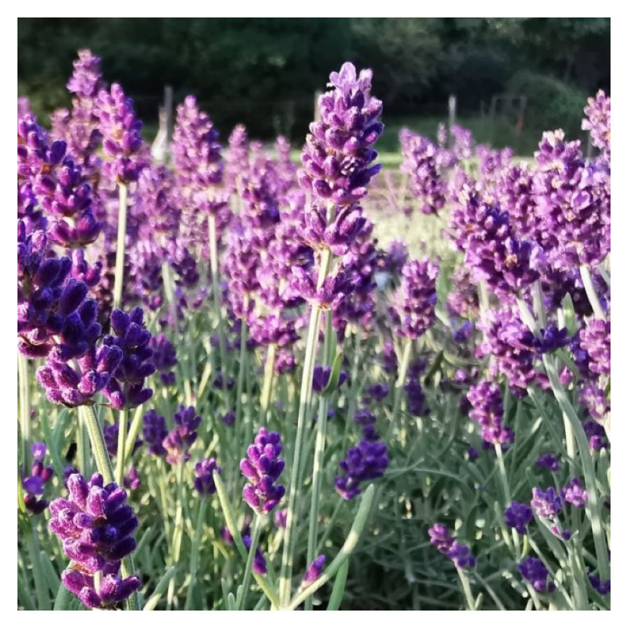 Lavandula angustifolia Aromatico Blue Lawenda wąskolistna- Rośliny od Ogrodnika Szkółka Barcikowscy