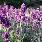 Lavandula angustifolia Aromatico Blue Lawenda wąskolistna- Rośliny od Ogrodnika Szkółka Barcikowscy