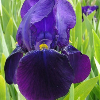 Iris germanica Bishop's Robe Kosaciec bródkowy- Rośliny od Ogrodnika Szkółka Barcikowscy