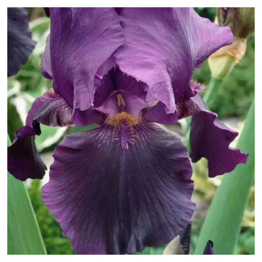 Iris germanica Bishop's Robe Kosaciec bródkowy- Rośliny od Ogrodnika Szkółka Barcikowscy