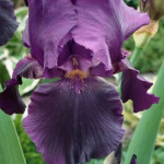 Iris germanica Bishop's Robe Kosaciec bródkowy- Rośliny od Ogrodnika Szkółka Barcikowscy