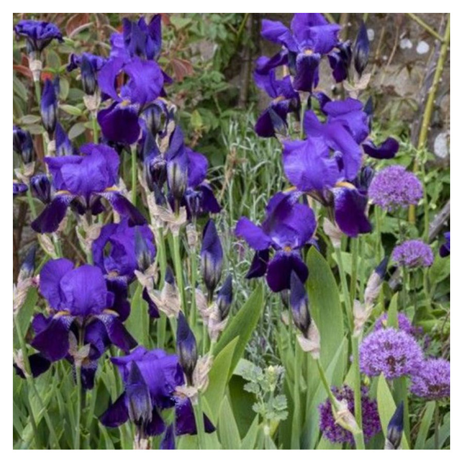 Iris germanica Bishop's Robe Kosaciec bródkowy- Rośliny od Ogrodnika Szkółka Barcikowscy