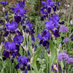 Iris germanica Bishop's Robe Kosaciec bródkowy- Rośliny od Ogrodnika Szkółka Barcikowscy