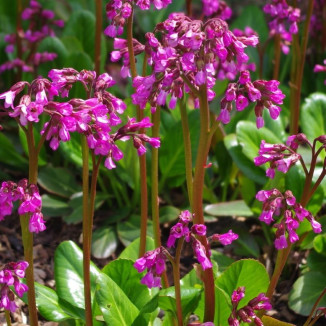 Bergenia cordifolia Wintermarchen- Rośliny od Ogrodnika Szkółka Barcikowscy