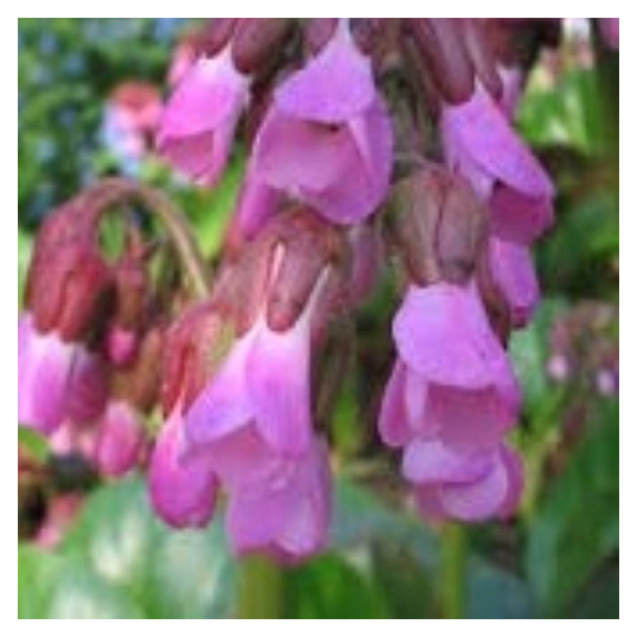 Bergenia cordifolia Wintermarchen- Rośliny od Ogrodnika Szkółka Barcikowscy