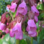 Bergenia cordifolia Wintermarchen- Rośliny od Ogrodnika Szkółka Barcikowscy