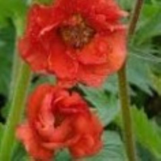 Geum boliviense Tempest Scarlet Kuklik- Rośliny od Ogrodnika Szkółka Barcikowscy