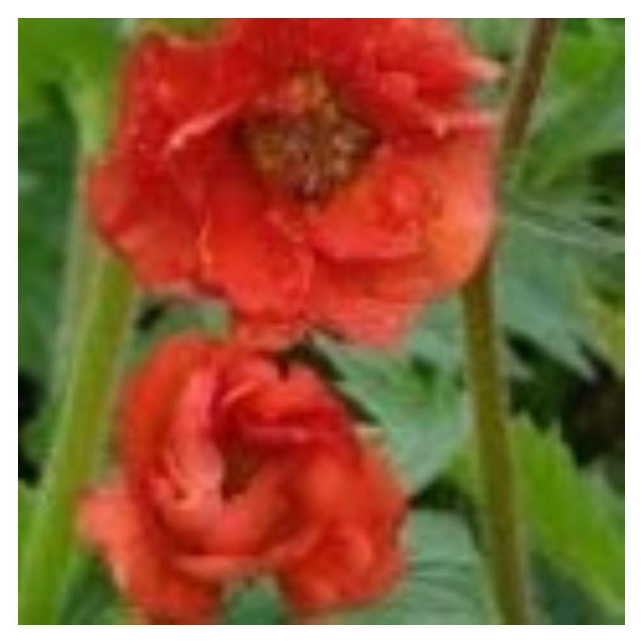 Geum boliviense Tempest Scarlet Kuklik- Rośliny od Ogrodnika Szkółka Barcikowscy