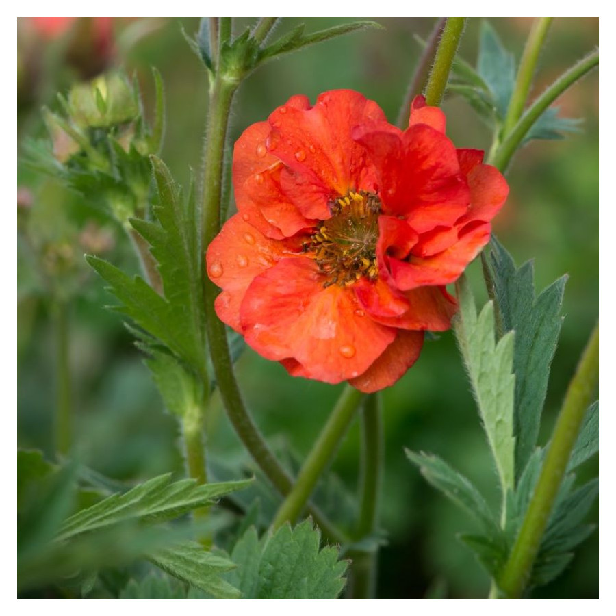 Geum boliviense Tempest Scarlet Kuklik- Rośliny od Ogrodnika Szkółka Barcikowscy