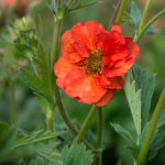 Geum boliviense Tempest Scarlet Kuklik- Rośliny od Ogrodnika Szkółka Barcikowscy