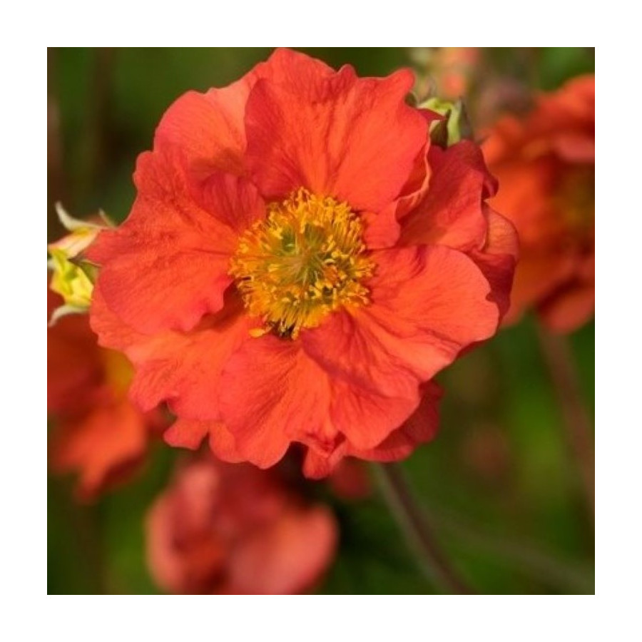 Geum boliviense Tempest Scarlet Kuklik- Rośliny od Ogrodnika Szkółka Barcikowscy