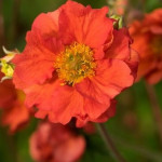 Geum boliviense Tempest Scarlet Kuklik- Rośliny od Ogrodnika Szkółka Barcikowscy