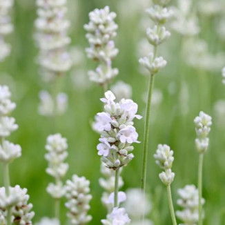 Lavandula intermedia Exceptional Lawenda pośrednia- Rośliny od Ogrodnika Szkółka Barcikowscy