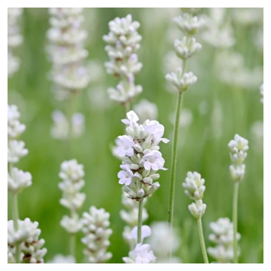 Lavandula intermedia Exceptional Lawenda pośrednia- Rośliny od Ogrodnika Szkółka Barcikowscy