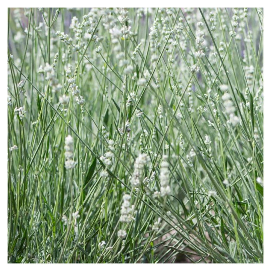 Lavandula intermedia Exceptional Lawenda pośrednia- Rośliny od Ogrodnika Szkółka Barcikowscy